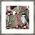 Chickadee Framed Print