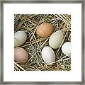 Chicken Eggs Lay In Hay Framed Print