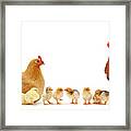 Chicken Family Framed Print