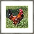 Chickens Beware - The Boss Is Here Framed Print