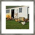 Chickens By The Barn Framed Print