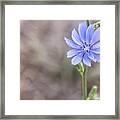 Chicory Flower Framed Print