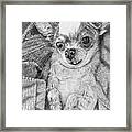 Chihuahua Framed Print