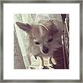 #chihuahua  #dog  #hello #sunshine Framed Print