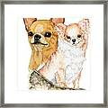 Chihuahuas Framed Print