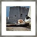 Chill Kitty Of Dubrovnik Framed Print