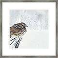 Chilly Song Sparrow Framed Print
