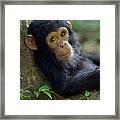 Chimpanzee Pan Troglodytes Baby Leaning Framed Print