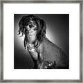 Chinese Crested - 01 Framed Print