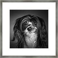 Chinese Crested - 02 Framed Print