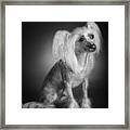 Chinese Crested - 03 Framed Print