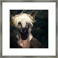 Chinese Crested Dog Framed Print