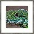 Chinese Water Dragon Framed Print