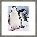 Chinstrap Penguins 2 Framed Print