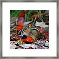 Chip The Munk Framed Print