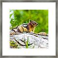 Chipmunk - 2 Framed Print