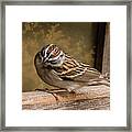Chipping Sparrow Framed Print