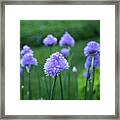 Chive Among Friends Framed Print