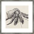 Chocolate Hermit Crab Framed Print