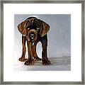 Chocolate Labrador Puppy Framed Print