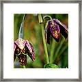 Chocolate Lily Framed Print