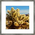 Cholla Cactus Framed Print