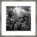 Cholla Cactus Garden Bathed In Sunlight In Black And White Framed Print