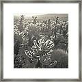 Cholla Morning Framed Print