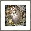 Christmas Ornament With Greeting Framed Print