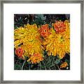 Chrysanthemum 6 Framed Print