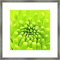 Chrysanthemum Macro Framed Print