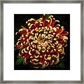 Chrysanthemum 'st Tropez' Framed Print