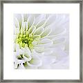 Chrysanthemum Framed Print