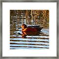 Cinnamon Teal In Golden Light Framed Print