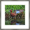 Cinnamon Teal Stretching Framed Print