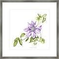 Clematis Cezanne Framed Print