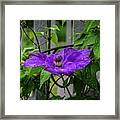 Clematis In Purple Framed Print