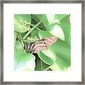 Cleveland Butterflies4 Framed Print