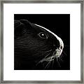 Close-up Guinea Pig On Isolated Black Background Framed Print