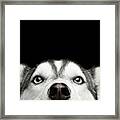 Close-up Head Of Peeking Siberian Husky Framed Print