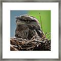 Close Up Look At A Tawny Frogmouth Sitting In A Nest Framed Print