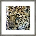 Close Up Of Leopard Framed Print