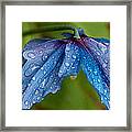 Close-up Of Raindrops On Blue Flowers Framed Print