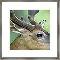 Close Up  Of Whitetail Deer Buck With Velvet Antlers Framed Print