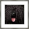 Close Up Portrait Of Puli Dog Isolated On Black Framed Print