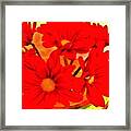 Close Up Red Gerbers Framed Print