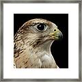Close-up Saker Falcon, Falco Cherrug, Isolated On Black Background Framed Print