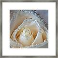 Close Up White Rose Framed Print