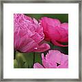 Closeup Deep Peony Pink Ranunculus Framed Print