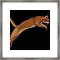Closeup Jumping Abyssinian Cat Isolated On Black Background In Profile Framed Print